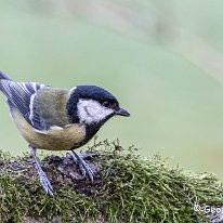 Great Tit Rostherne