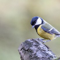 Great Tit Rostherne