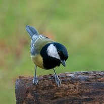 Great Tit Rostherne