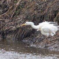 Greate White Egret RSPB Burton Mere