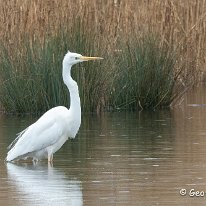 Greate White Egret RSPB Burton Mere