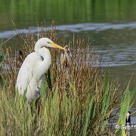 Great White Egret Tatton Park
