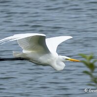 Greate White Egret Rostherne