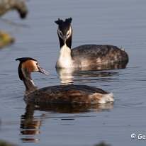 Great-crested Grebe Tatton Park