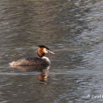 Great-crested Grebe Tatton Park