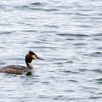 Great Crested Grebe Tatton Park