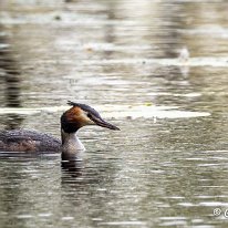 Great Crested Grebe Mere