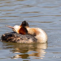 Great Crested Grebe Knutsford Moor