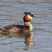 Great Crested Grebe Knutsford Moor