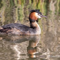 Great Crested Grebe Knutsford Moor