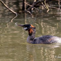 Great Crested Grebe Knutsford Moor