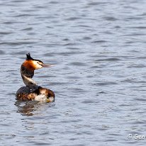 Great-crested Grebe Tatton Park