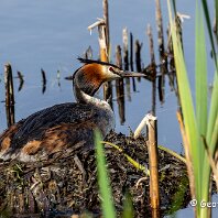 Great-crested Grebe Tatton Park