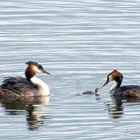 Great-crested Grebe Rostherne