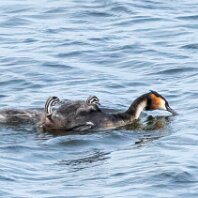 Great-crested Grebe Rostherne