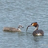 Great-crested Grebe Rostherne