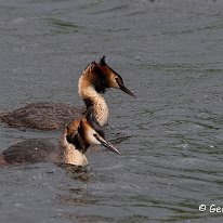 Great-crested Grebe Tatton Park