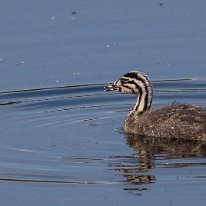 Great-crested Grebe Moore Nature Reserve