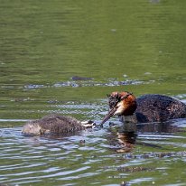 Great-crested Grebe