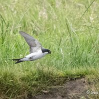 Green Sandpiper Plumley