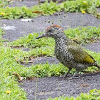 Green Woodpecker Mere