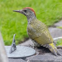 Green Woodpecker Mere