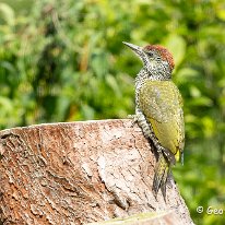 Green Woodpecker Mere