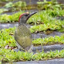 RGreen Woodpecker Woolston Eye