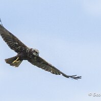 Hen Harrier RSPB Blacktoft Sands