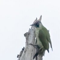Green Woodpecker Rostherne