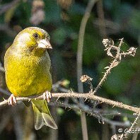 Greenfinch Millington