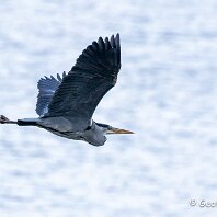 Grey Heron Rostherne
