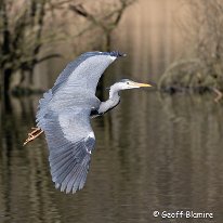 Grey Heron Moore Nature Reserve