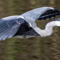 Grey Heron Moore Nature Reserve