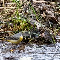 Grey Wagtail