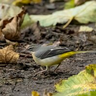 Grey Wagtail Marbury Country Park
