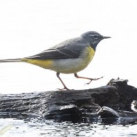 Grey Wagtail Little Mere
