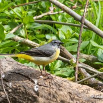 Grey Wagtail Rostherne