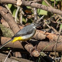 Grey Wagtail Rostherne