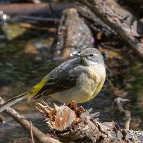 Grey Wagtail Rostherne