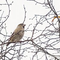 Hawfinch