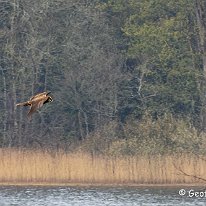 Hen Harrier Rostherne