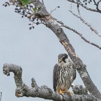 Hobby Rostherne