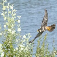 Hobby Rostherne