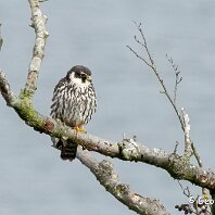 Hobby Rostherne