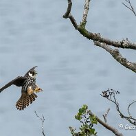 Hobby Rostherne