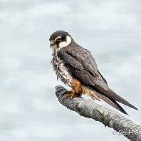 Hobby