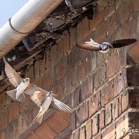 House Martin Plumley