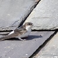 House Martin Inovyn, Hartford