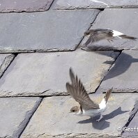 House Martin Inovyn, Hartford